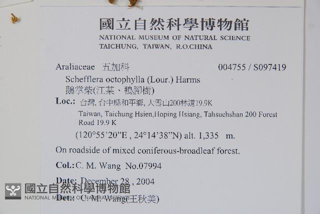 鵝掌柴、江某、鴨腳樹藏品圖，第2張