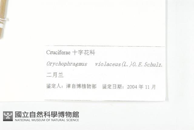 諸葛菜藏品圖，第3張