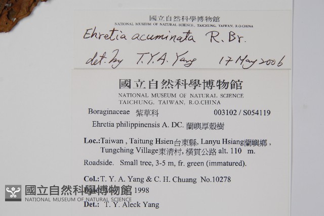 厚殼樹藏品圖，第2張