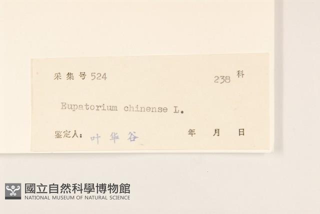 華澤蘭藏品圖，第3張