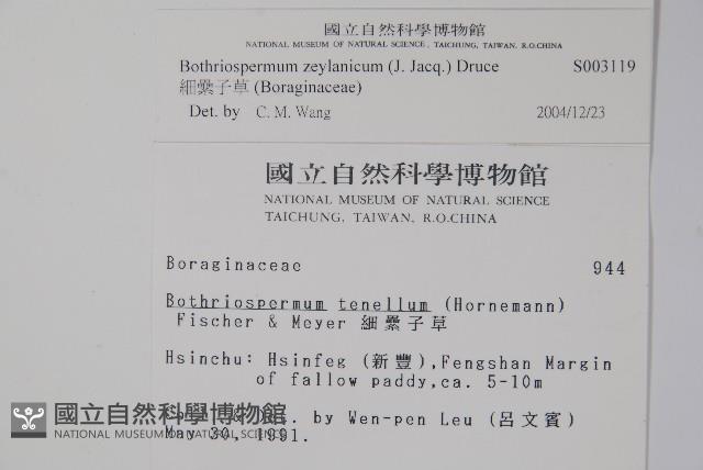 細纍子草藏品圖，第2張