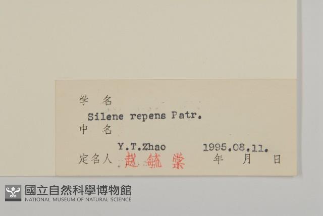 匍生蠅子草藏品圖，第3張