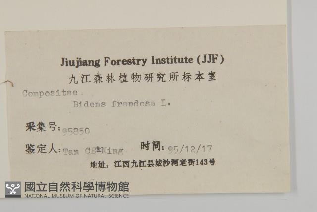 大狼把草藏品圖，第3張