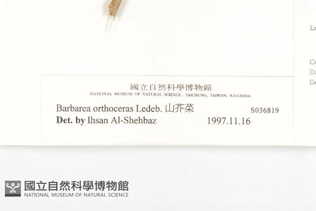 山芥菜藏品圖，第3張