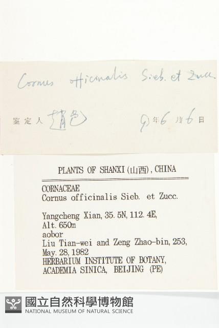 山茱萸藏品圖，第3張