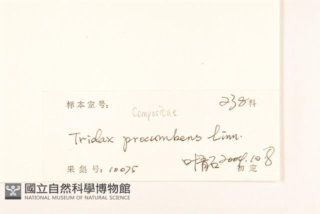 長柄菊藏品圖，第3張