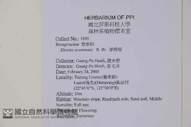 厚殼樹藏品圖，第2張