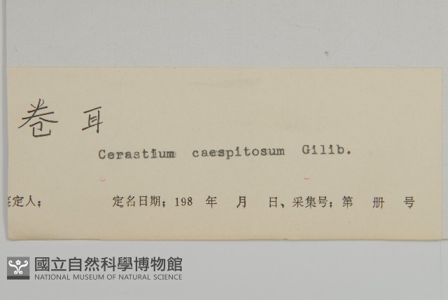 簇生卷耳藏品圖，第3張