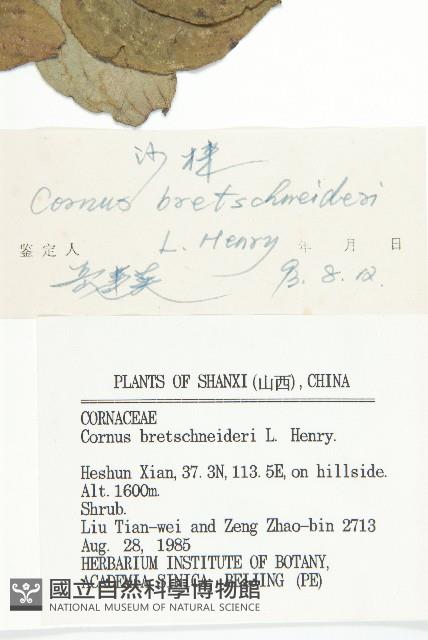 沙棶藏品圖，第3張