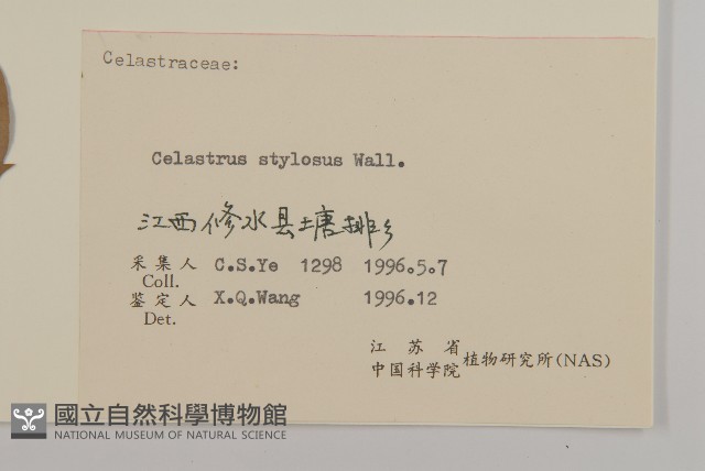 顯柱南蛇藤藏品圖，第3張