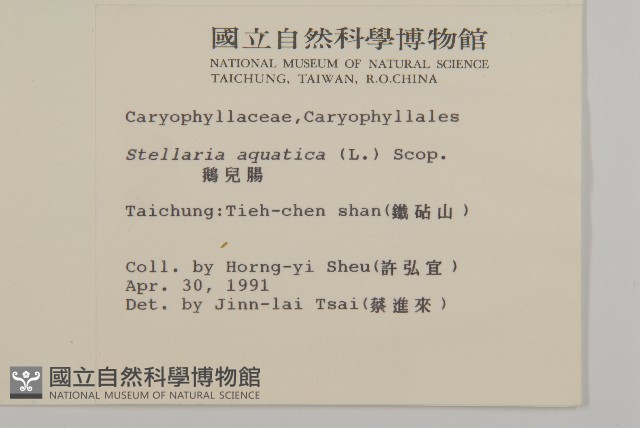 鵝兒腸藏品圖，第2張