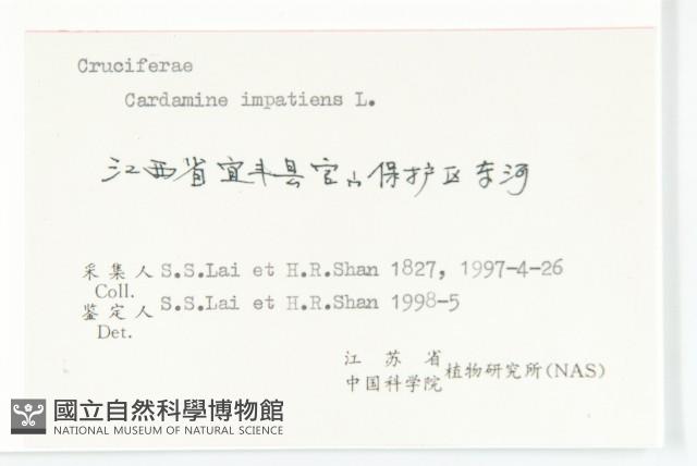 水花菜藏品圖，第3張