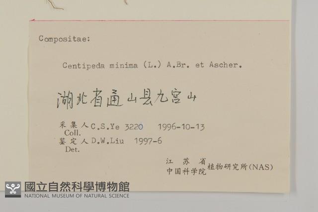 石胡荽、吐金草藏品圖，第3張