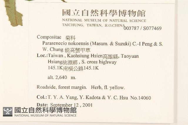 台灣升麻藏品圖，第3張