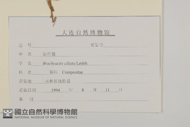 短星菊藏品圖，第3張