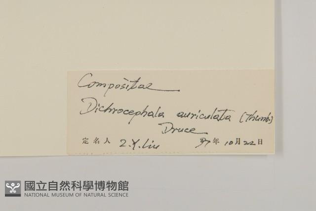 魚眼菊藏品圖，第3張