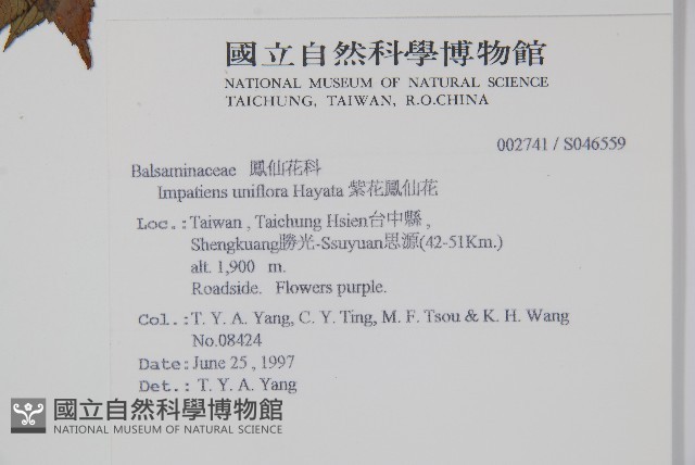 紫花鳳仙花藏品圖，第2張