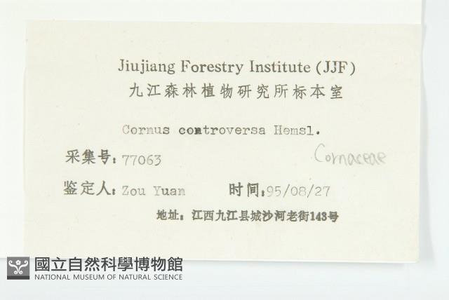 燈臺樹藏品圖，第3張