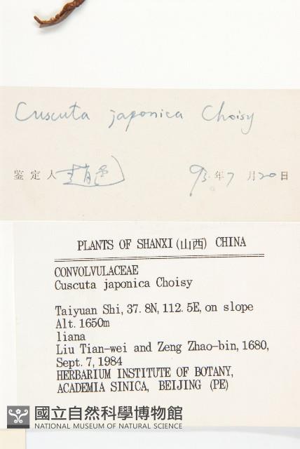 日本菟絲子藏品圖，第3張