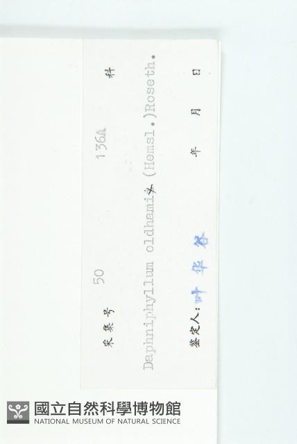 俄氏虎皮楠、蘭嶼虎皮楠、虎皮楠藏品圖，第3張