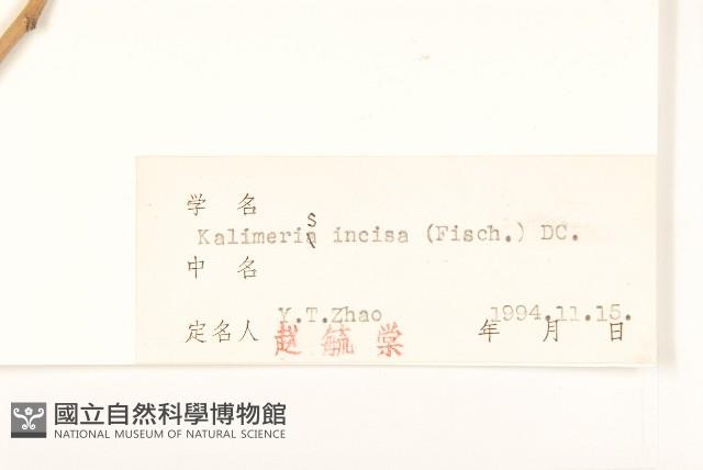 裂葉馬蘭藏品圖，第3張