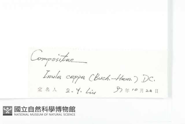 羊耳菊藏品圖，第3張