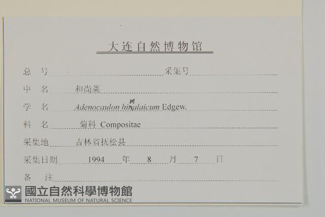 腺梗菜藏品圖，第3張