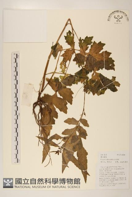 水紅木藏品圖，第3張