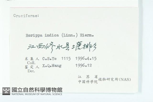 葶藶藏品圖，第3張