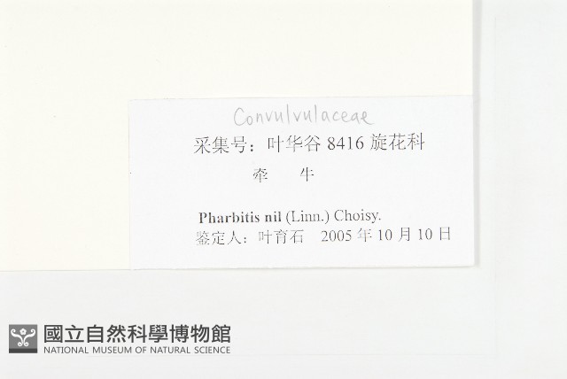 裂葉牽牛藏品圖，第3張
