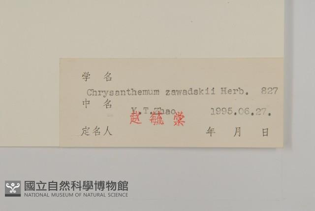 山菊藏品圖，第3張