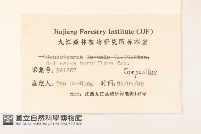 小米菊藏品圖，第3張