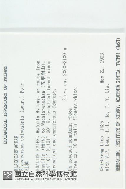 杜英、山杜英、蘭嶼杜英藏品圖，第2張