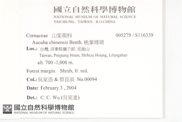 桃葉珊瑚藏品圖，第2張