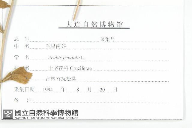 垂果南芥菜藏品圖，第3張