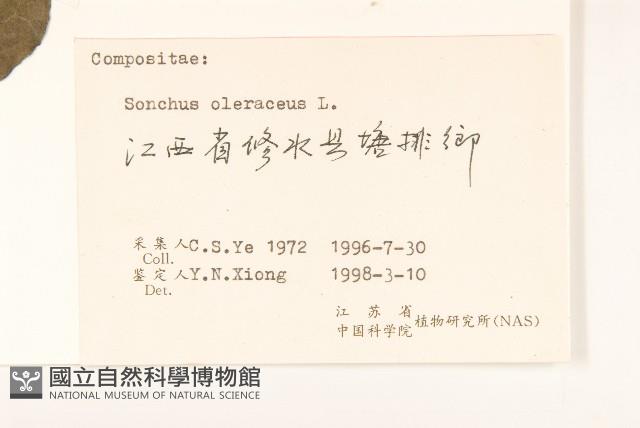 苦滇菜、苦菜藏品圖，第3張