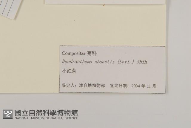 小紅菊藏品圖，第3張