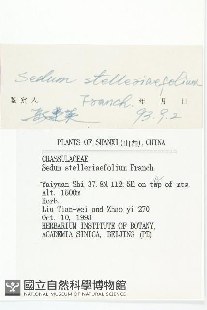 火焰草藏品圖，第3張