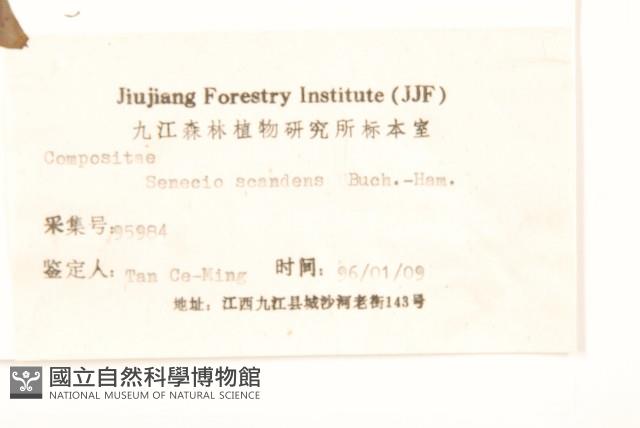 蔓黃菀藏品圖，第3張