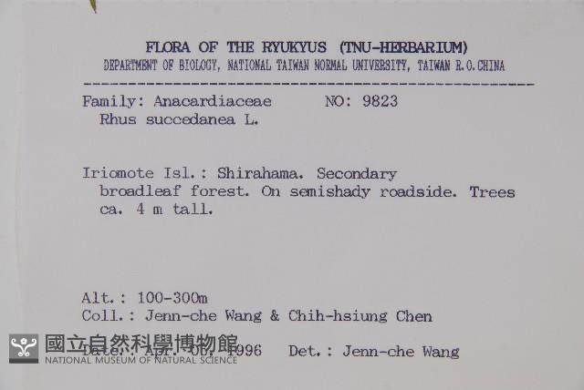 木蠟樹、山漆藏品圖，第2張