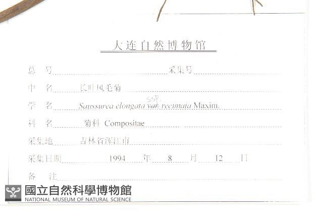 長葉鳳毛菊藏品圖，第3張