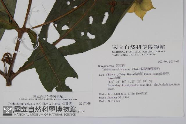 假酸漿藏品圖，第2張