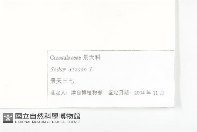 費菜藏品圖，第3張