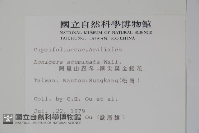 阿里山忍冬、漸尖葉忍冬藏品圖，第2張
