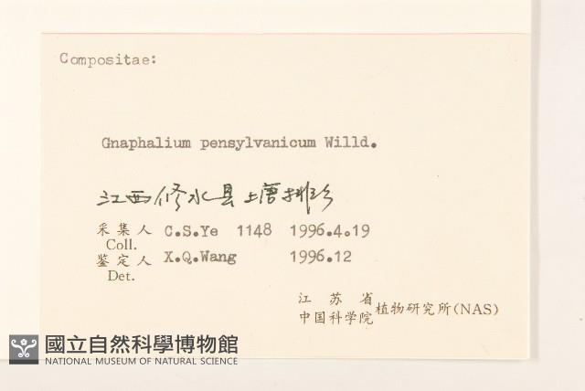 匙葉鼠麴草藏品圖，第3張