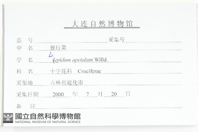 腺獨行菜藏品圖，第3張