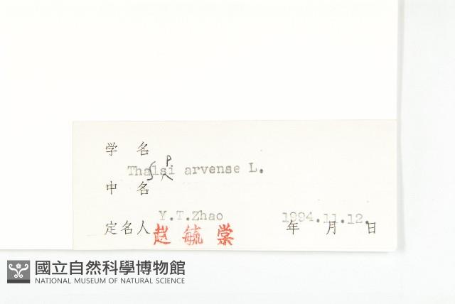 凹果菥蓂、遏藍菜藏品圖，第3張