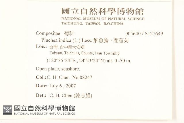 鯽魚膽、闊苞菊藏品圖，第2張