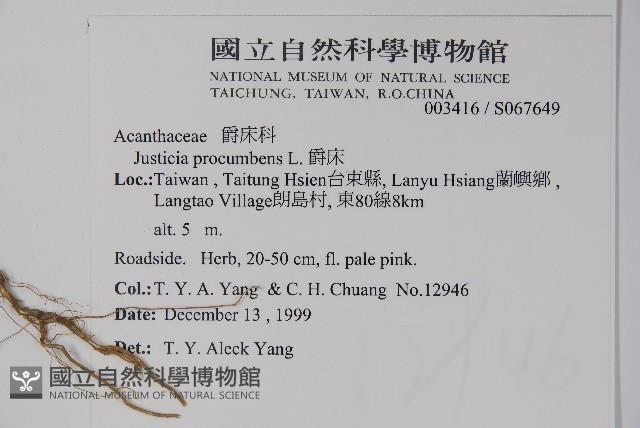 爵床藏品圖，第2張