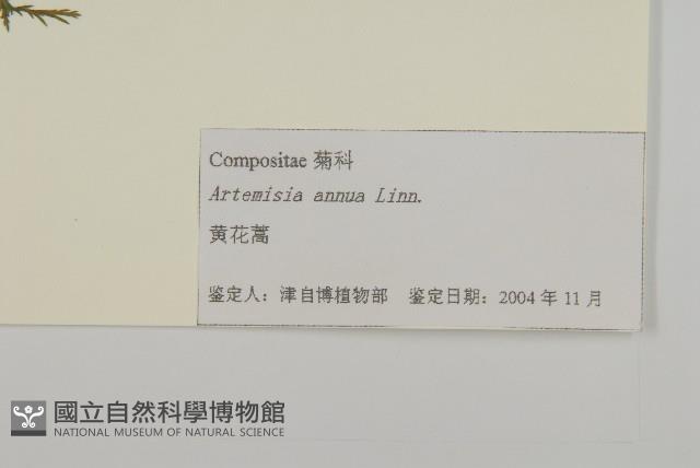 黃花蒿藏品圖，第3張